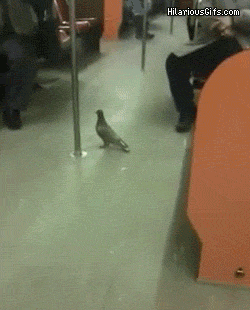0_986f3_79bb9c28_orig.gif