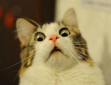 13349042235546[1].jpg