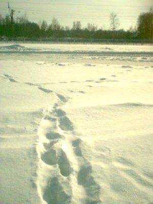 правда широкий