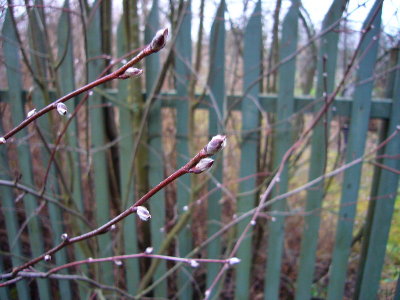 P1000537.jpg
