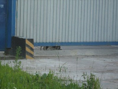 злая метрособака на 621 шахте =)